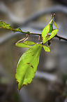 walking leaf