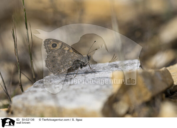 Mauerfuchs / wall brown / SI-02136