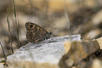 wall brown