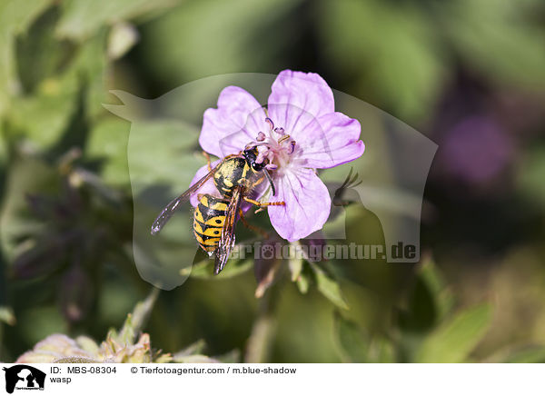 Wespe / wasp / MBS-08304