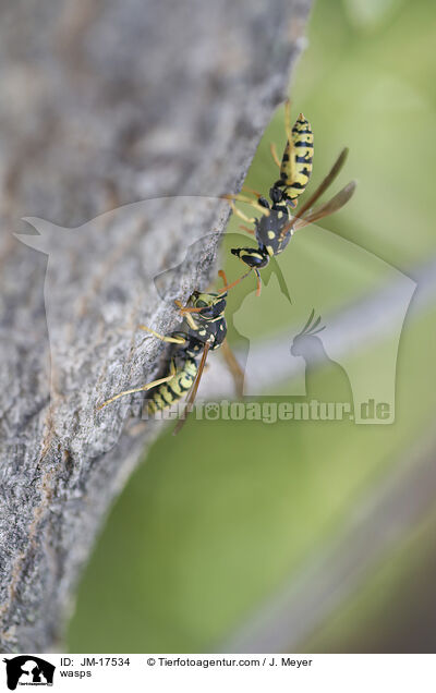 wasps / JM-17534