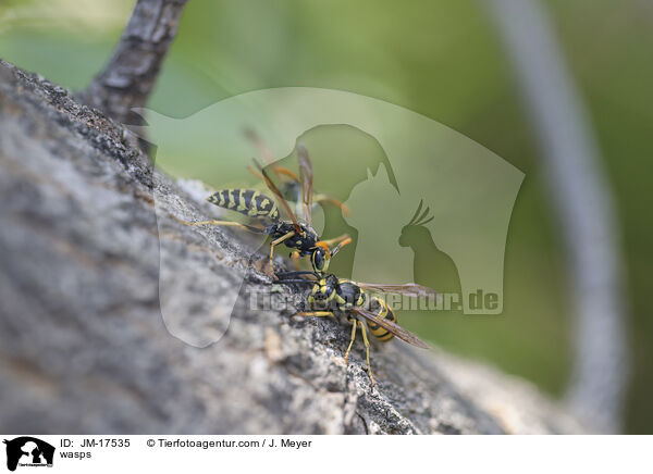 wasps / JM-17535