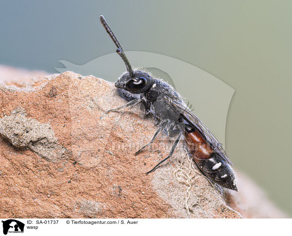 Wespe / wasp / SA-01737