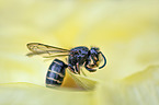 wasp