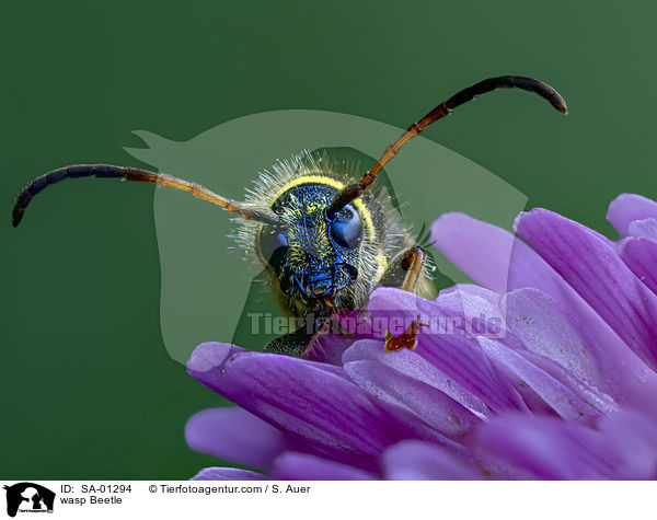 wasp Beetle / SA-01294