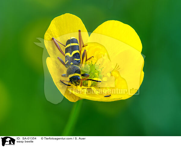 Echter Widderbock / wasp beetle / SA-01354