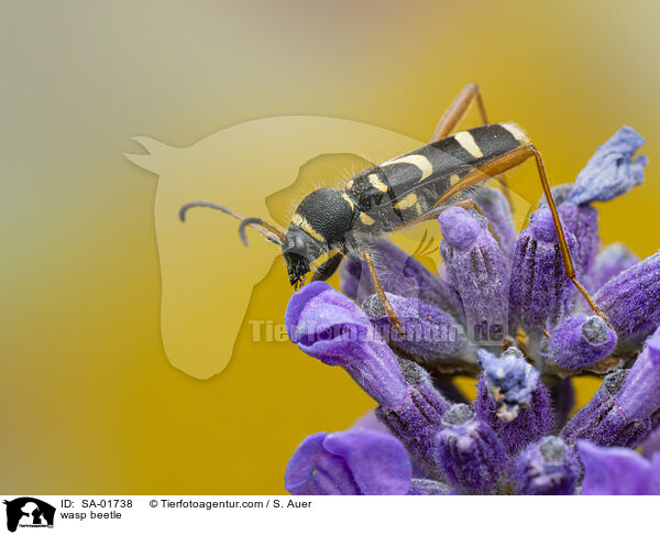 wasp beetle / SA-01738