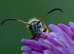 wasp Beetle