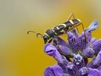 wasp beetle