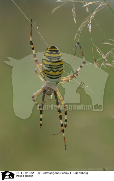 Wespenspinne / wasps spider / FL-01052