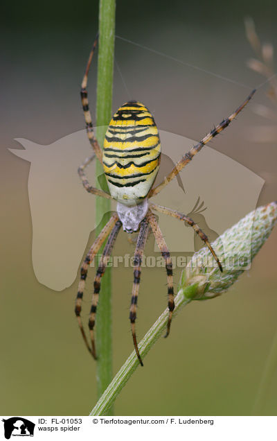 wasps spider / FL-01053