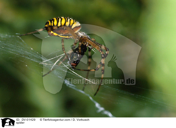Wespenspinne / spider / DV-01429