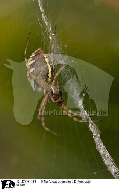 Wespenspinne / spider / DV-01431