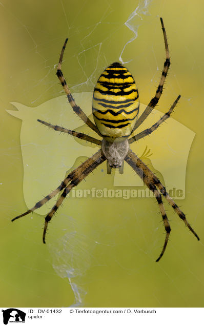 Wespenspinne / spider / DV-01432