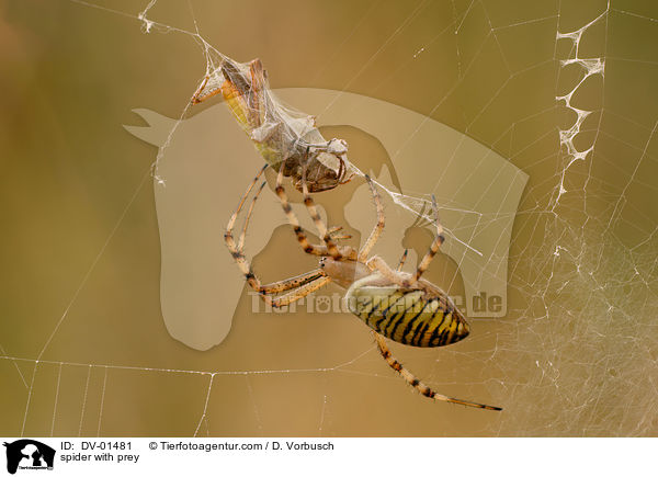 Wespenspinne mit Beute / spider with prey / DV-01481