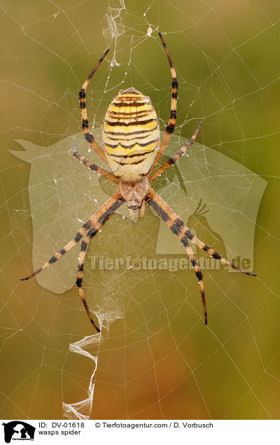 Wespenspinne / wasps spider / DV-01618