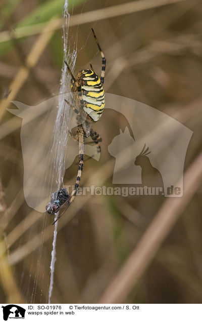Wespenspinne in Netz / wasps spider in web / SO-01976