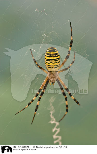 Wespenspinne in Netz / wasps spider in web / SO-01978