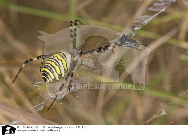 Wespenspinne in Netz mit Beute / wasps spider in web with prey / SO-02050