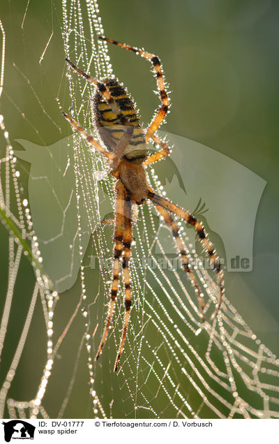 Wespenspinne / wasp spider / DV-01777