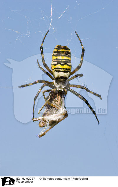 Wespenspinne / Wasp spider / HJ-02257