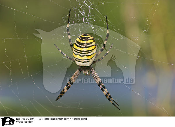 Wespenspinne / Wasp spider / HJ-02304