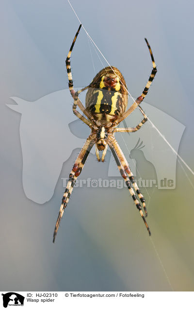 Wespenspinne / Wasp spider / HJ-02310