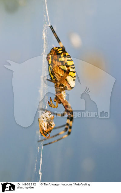 Wespenspinne / Wasp spider / HJ-02312