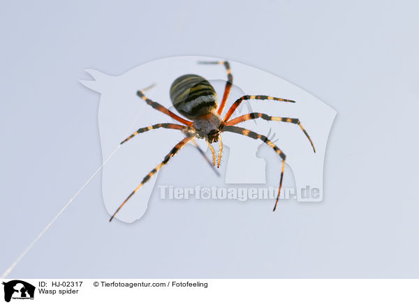 Wespenspinne / Wasp spider / HJ-02317