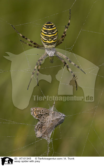 Wespenspinne mit Beute / wasp spider with prey / AT-01345