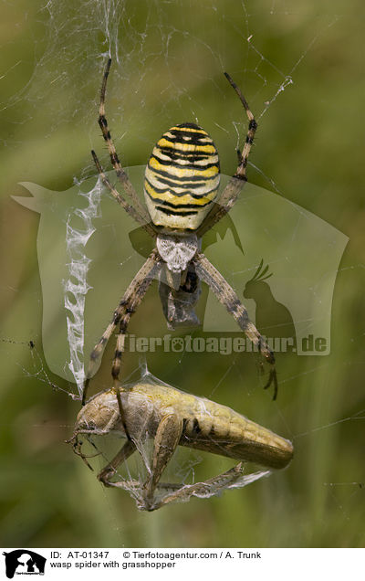 Wespenspinne mit Grashpfer / wasp spider with grasshopper / AT-01347