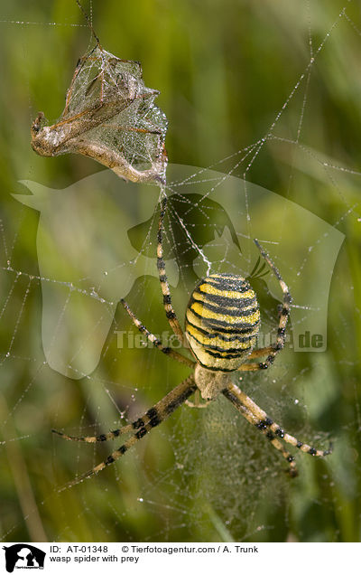 wasp spider with prey / AT-01348