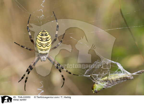 Wespenspinne / wasp spider / THA-02950