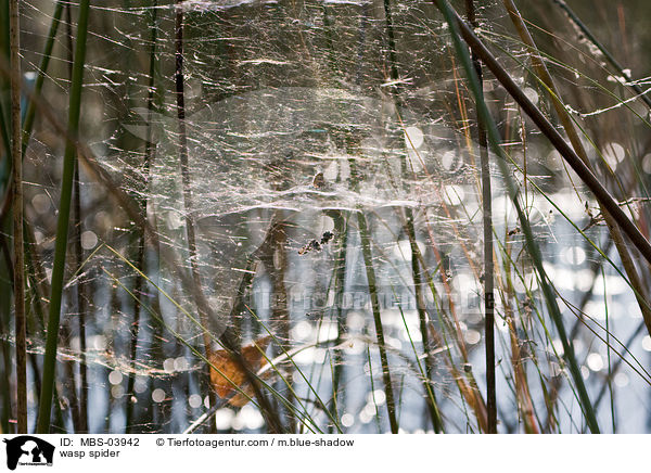 wasp spider / MBS-03942