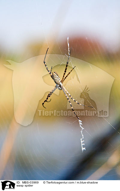 Wespenspinne / wasp spider / MBS-03969