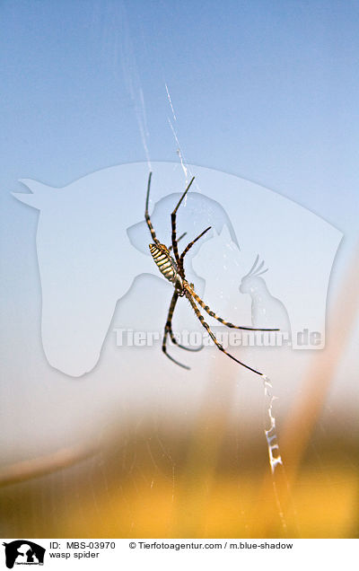 wasp spider / MBS-03970