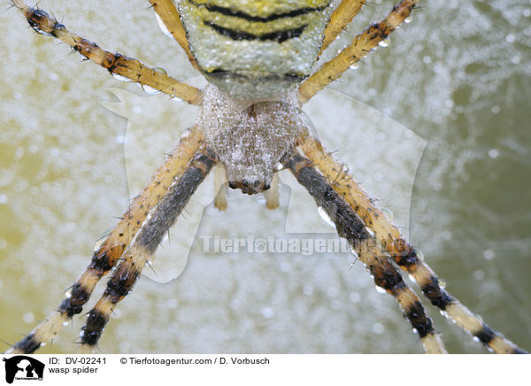 Wespenspinne / wasp spider / DV-02241