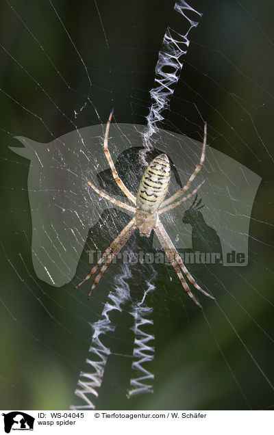 Wespenspinne / wasp spider / WS-04045