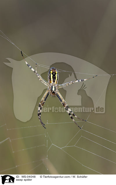 Wespenspinne / wasp spider / WS-04048