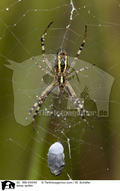 Wespenspinne / wasp spider / WS-04049