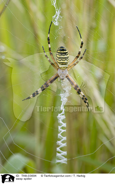 Wespenspinne / wasp spider / THA-03694