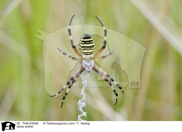 Wespenspinne / wasp spider / THA-03696