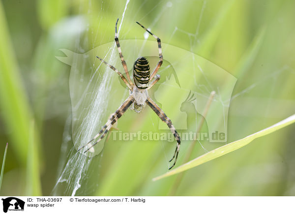 Wespenspinne / wasp spider / THA-03697