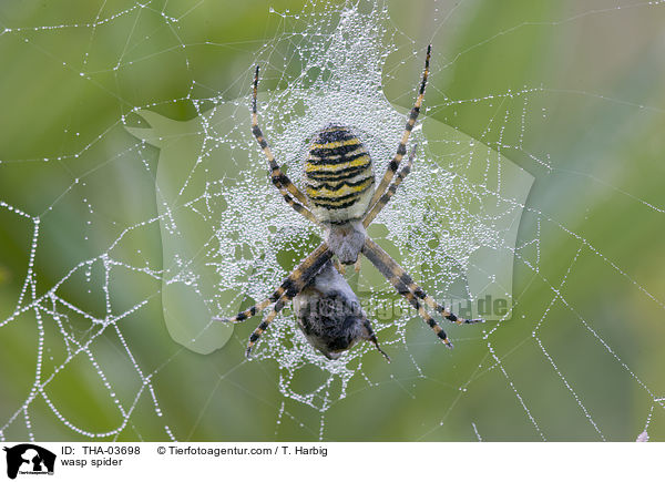 Wespenspinne / wasp spider / THA-03698