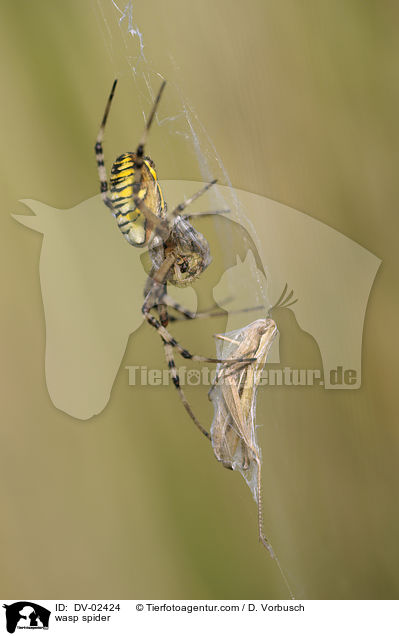 Wespenspinne / wasp spider / DV-02424