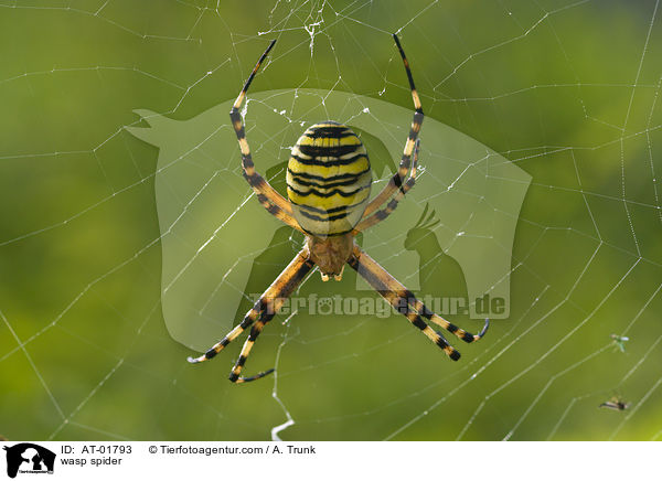 Wespenspinne / wasp spider / AT-01793