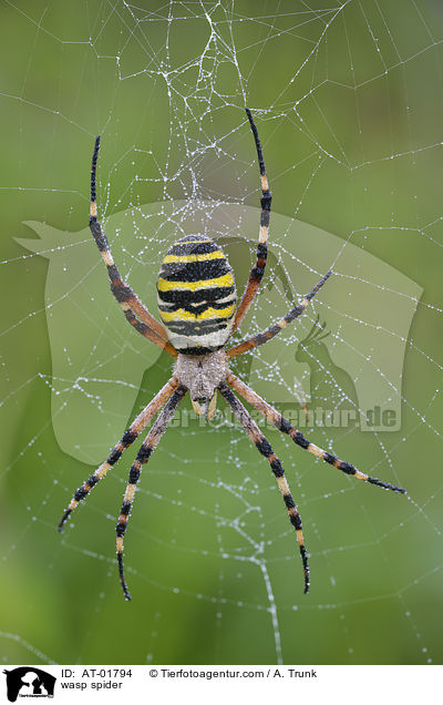 Wespenspinne / wasp spider / AT-01794