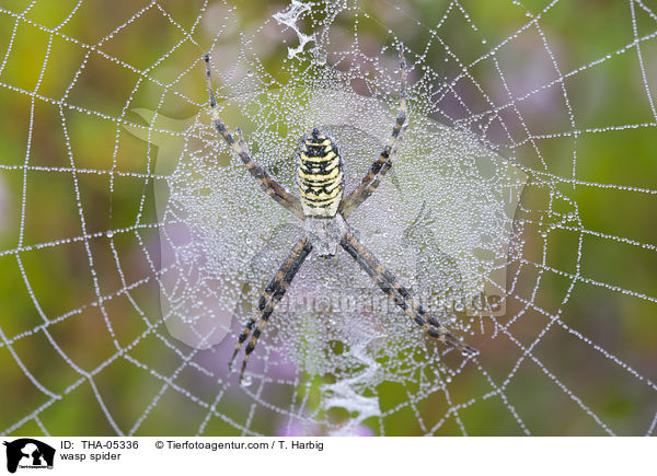 Wespenspinne / wasp spider / THA-05336