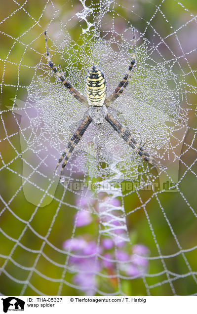 Wespenspinne / wasp spider / THA-05337