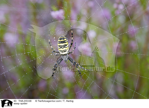 Wespenspinne / wasp spider / THA-05338